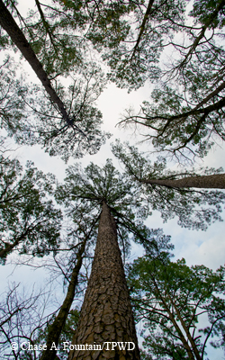 Angelina forest